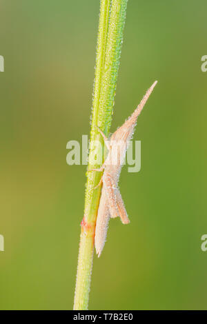 Un mince couvert de rosée cure-dents immatures sauterelle (Mermiria perché sur un groupe) de la végétation. Banque D'Images