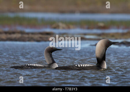 Homme et femme Plongeon du Pacifique ou Pacific Diver (Gavia pacifica) en plumage nuptial la natation dans les eaux de l'Arctique, près de Arviat Nunavut, Canada Banque D'Images