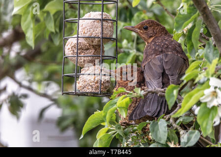 Les jeunes merles manger fatballs dans une mangeoire pour oiseaux Banque D'Images