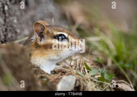 MAYNOOTH, ONTARIO, CANADA - 30 Avril 2019 : un tamia rayé (Tamias), partie de la famille des Odontophoridae fourrages pour l'alimentation. ( Ryan Carter ) Banque D'Images