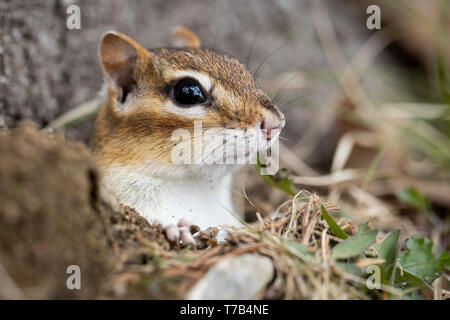 MAYNOOTH, ONTARIO, CANADA - 30 Avril 2019 : un tamia rayé (Tamias), partie de la famille des Odontophoridae fourrages pour l'alimentation. ( Ryan Carter ) Banque D'Images