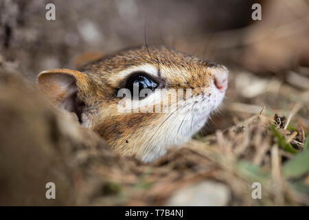 MAYNOOTH, ONTARIO, CANADA - 30 Avril 2019 : un tamia rayé (Tamias), partie de la famille des Odontophoridae fourrages pour l'alimentation. ( Ryan Carter ) Banque D'Images