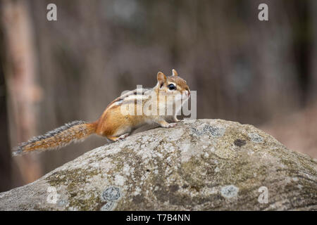 MAYNOOTH, ONTARIO, CANADA - 30 Avril 2019 : un tamia rayé (Tamias), partie de la famille des Odontophoridae fourrages pour l'alimentation. ( Ryan Carter ) Banque D'Images