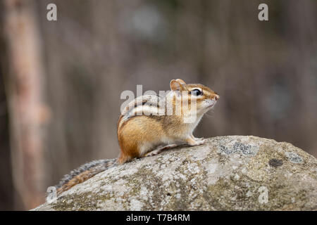 MAYNOOTH, ONTARIO, CANADA - 30 Avril 2019 : un tamia rayé (Tamias), partie de la famille des Odontophoridae fourrages pour l'alimentation. ( Ryan Carter ) Banque D'Images