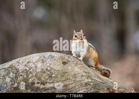 MAYNOOTH, ONTARIO, CANADA - 30 Avril 2019 : un tamia rayé (Tamias), partie de la famille des Odontophoridae fourrages pour l'alimentation. ( Ryan Carter ) Banque D'Images