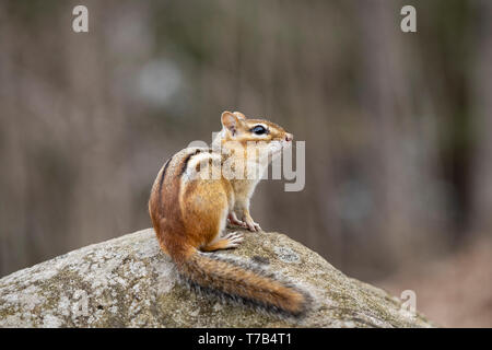 MAYNOOTH, ONTARIO, CANADA - 30 Avril 2019 : un tamia rayé (Tamias), partie de la famille des Odontophoridae fourrages pour l'alimentation. ( Ryan Carter ) Banque D'Images