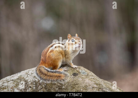 MAYNOOTH, ONTARIO, CANADA - 30 Avril 2019 : un tamia rayé (Tamias), partie de la famille des Odontophoridae fourrages pour l'alimentation. ( Ryan Carter ) Banque D'Images