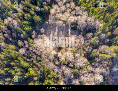 Birds Eye View d'un bois Banque D'Images