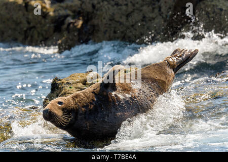 Homme de phoques gris (Halichoerus grypus), St Ives, Cornwall, UK Banque D'Images