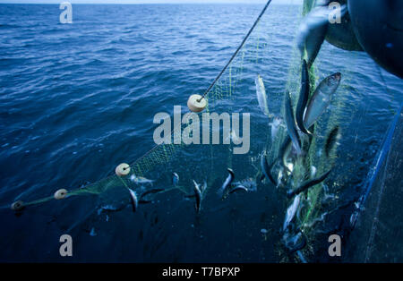 Déposée - 08 avril 2013, --- : des filets de pêche avec du hareng est remorqué à bord d'un coupe-pêche sur le Greifswalder Bodden. Le taux global d'extinction des espèces est en ce moment dix à cent fois supérieur à la moyenne des cours des 10 millions d'années et continue d'augmenter, selon le document exposant les questions clés présentées par le Conseil de la biodiversité mondiale l'IPBES à Paris le 6 mai 2019. Pendant trois ans, les experts ont examiné 15 000 sources de documentation et a ensuite résumé ses constatations sur 40 pages effrayantes. Dans la plupart des sites, le nombre d'espèces indigènes a déjà diminué de 20 pour cent. En revanche Banque D'Images