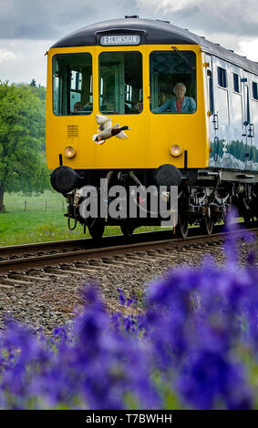 Bury, Lancashire, Royaume-Uni. 6 mai, 2019. Ciel couvert et temps froid sur cette banque lundi férié pour les visiteurs de la East Lancashire Railway à Bury, Lancashire. La société ferroviaire de bénévoles a organisé un service complet des deux trains à vapeur et diesel passé un tapis de jacinthes à bavures Country Park, Bury. Un Canard colvert a une chance s'échapper comme il vole en face de l'un des trains. Photo par : Paul Heyes/Alamy Live News Banque D'Images