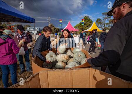 Collectionneur, Canberra la capitale de l'Australie. 5 mai, 2019. Les visiteurs choisissent les citrouilles sur Pumpkin Festival à collecteur, d'une demi-heure de route de la capitale australienne Canberra, le 5 mai 2019. Le Village de collection Festival de la citrouille, qui tombe sur le premier dimanche de mai, est dans sa 16e année. Le Village de collection qui est normalement tranquille a été transformé en un parc d'amusement le dimanche, attire des visiteurs de grandes villes pour ralentir et profiter de la vie idyllique. Credit : Pan Xiangyue/Xinhua/Alamy Live News Banque D'Images