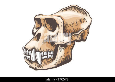 Crâne de singe gorille, Freehand colores . Illustration anatomique de primates Banque D'Images