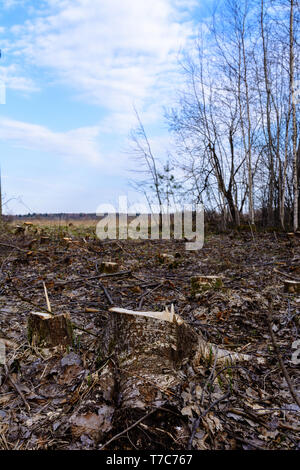 Catastrophe écologique, l'abattage à grande échelle de la jeune forêt. 2019 Banque D'Images
