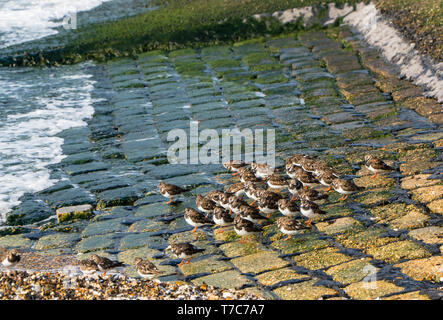 Collier (Arenaria interpres) entassés au bord de l'eau de la Thames esturay, Southend-on-Sea, Essex, Angleterre, Royaume-Uni. Avril 2019 Banque D'Images