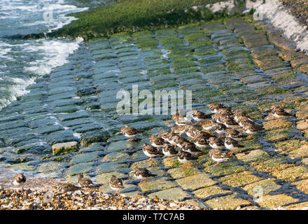 Collier (Arenaria interpres) entassés au bord de l'eau de la Thames esturay, Southend-on-Sea, Essex, Angleterre, Royaume-Uni. Avril 2019 Banque D'Images