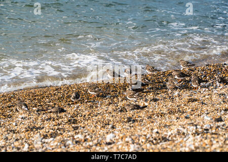 Collier (Arenaria interpres) entassés au bord de l'eau de la Thames esturay, Southend-on-Sea, Essex, Angleterre, Royaume-Uni. Avril 2019 Banque D'Images