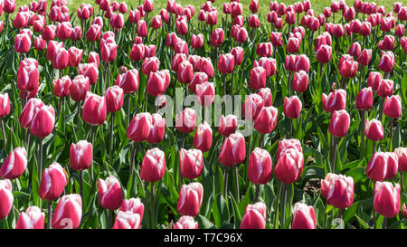 Couleur rouge double-white tulips Banque D'Images