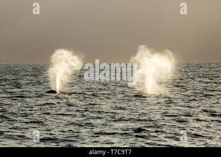/ La baleine grise Baleine grise (Eschrichtius robustus) sur leur voyage migratoire à la Basse-Californie, avec des lagunes que leur reproduction en hiver. Banque D'Images