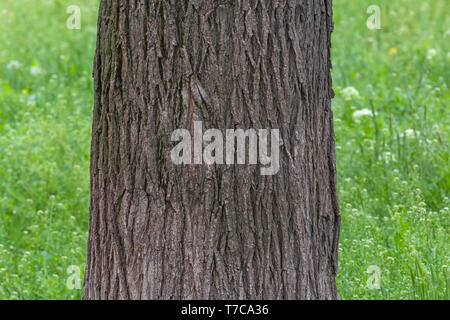 Close up of acacia tree trunk Banque D'Images