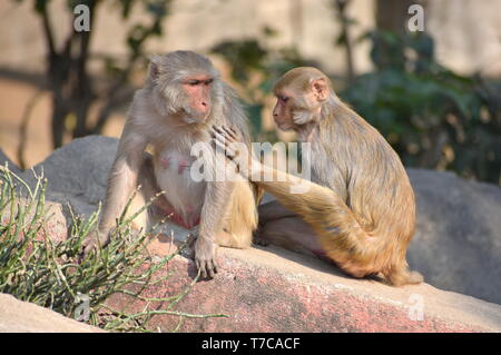 Assurer la main sur l'Épaule : un jeune singe macaque rhésus avec une femelle adulte en appui avec l'arrière-plan flou - Assurance et amour concept Banque D'Images