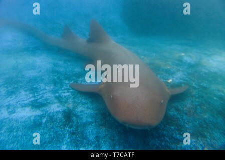 Piscine requin nourrice dans projet Tamar de réservoir à Praia do Forte sur le Brésil Banque D'Images