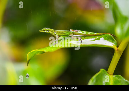 Le lézard - A proximité de la feuille jusqu'à bel animal sur feuille grean Banque D'Images