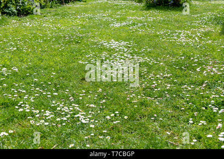 Marguerites dans la pelouse d'un jardin Banque D'Images
