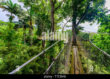 Jardin de Balata, Martinique - jardin botanique tropical Paradise sur l'île des Caraïbes avec des ponts de suspension - France Banque D'Images