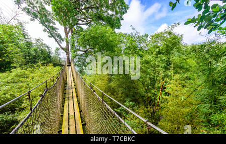 Jardin de Balata, Martinique - jardin botanique tropical Paradise sur l'île des Caraïbes avec des ponts de suspension - France Banque D'Images