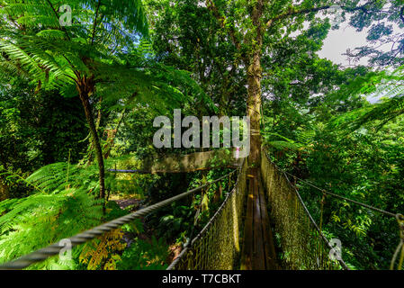 Jardin de Balata, Martinique - jardin botanique tropical Paradise sur l'île des Caraïbes avec des ponts de suspension - France Banque D'Images