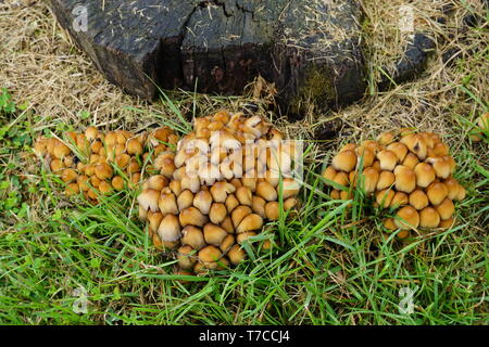 Des grappes de petits champignons bruns par une coupe en tronc d'arbre Banque D'Images