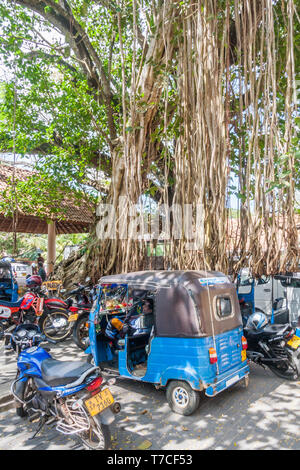 Galle, Sri Lanka - 14 mars 2011 : conducteur de tuk tuk reposant sous un grand arbre. Tuk Tuks sont un moyen bon marché de se déplacer dans la ville. Banque D'Images