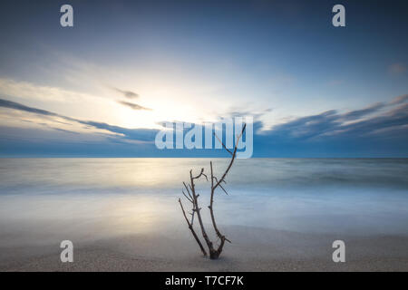 Lonely tree sur le plage vide Banque D'Images