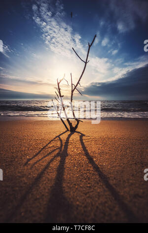 Lonely tree sur le plage vide Banque D'Images