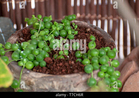 Senecio rowleyanus, communément connu sous le nom de string-de-perles ou string-de-perles, est une plante vivace, rampante, vigne succulentes appartenant à la famille des Astéracées Banque D'Images