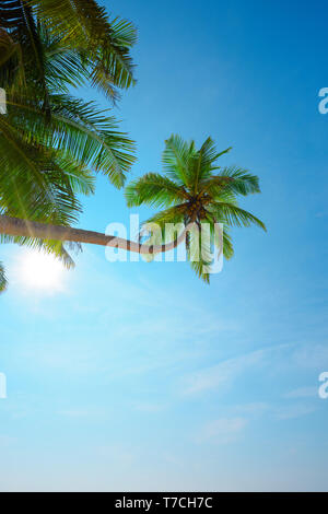 Vert Lushy goconut avec palmier coco mûre accrocher au-dessus de la plage de Sunny claire journée d'été sur l'île tropicale sun shining Banque D'Images