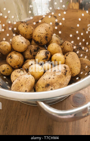 De nouvelles pommes de terre dans une passoire de cuisine frais hors du jardin Banque D'Images