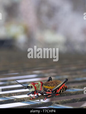 Gaudy / mousse Koppie sauterelle. Sauterelle colorée / locust photographié dans le Blyde River Canyon, Afrique du Sud. Banque D'Images