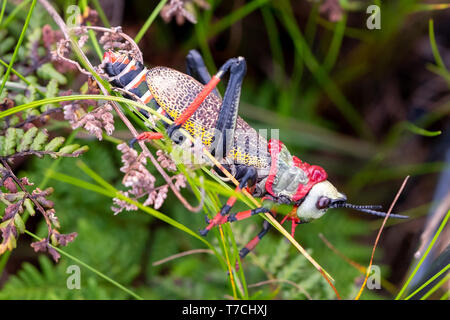 Gaudy / mousse Koppie sauterelle. Sauterelle colorée / locust photographié dans le Blyde River Canyon, Afrique du Sud. Banque D'Images