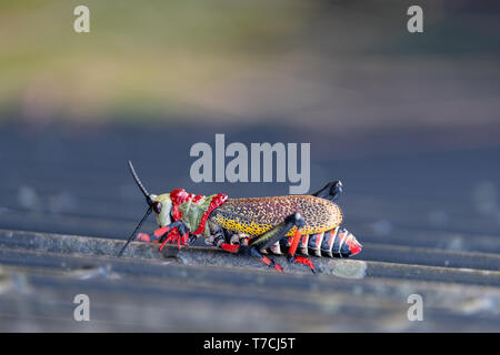 Gaudy / mousse Koppie sauterelle. Sauterelle colorée / locust photographié dans le Blyde River Canyon, Afrique du Sud. Banque D'Images