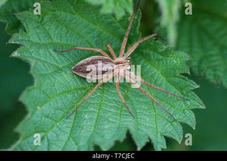 Nurseryweb (araignée Pisaura mirablis), au repos (soleil) on leaf Banque D'Images