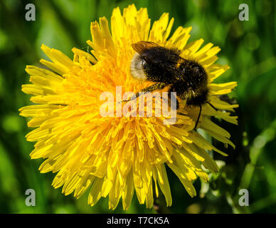 Les bourdons libérer le pollen sur beaucoup de fleurs par "bourdonnement" les muscles qu'ils utilisent pour voler. Une partie de ce pollen libéré des bâtons pour eux. Banque D'Images