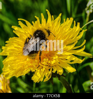 Les bourdons libérer le pollen sur beaucoup de fleurs par "bourdonnement" les muscles qu'ils utilisent pour voler. Une partie de ce pollen libéré des bâtons pour eux. Banque D'Images