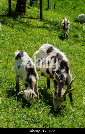 Tauernsheck Informations de la race de chèvre. Tauernsheck la chèvre est une race de chèvres laitières utilisées principalement pour la production de lait. La race est de l'Autriche. Banque D'Images