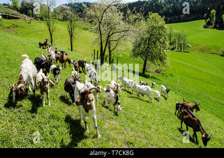 Tauernsheck Informations de la race de chèvre. Tauernsheck la chèvre est une race de chèvres laitières utilisées principalement pour la production de lait. La race est de l'Autriche. Banque D'Images