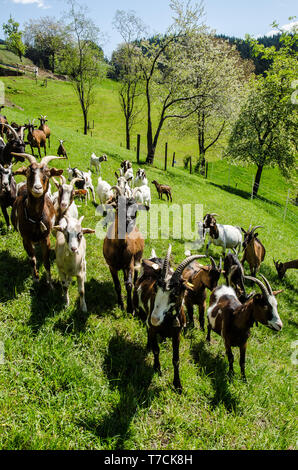 Tauernsheck Informations de la race de chèvre. Tauernsheck la chèvre est une race de chèvres laitières utilisées principalement pour la production de lait. La race est de l'Autriche. Banque D'Images