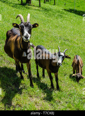 Tauernsheck Informations de la race de chèvre. Tauernsheck la chèvre est une race de chèvres laitières utilisées principalement pour la production de lait. La race est de l'Autriche. Banque D'Images