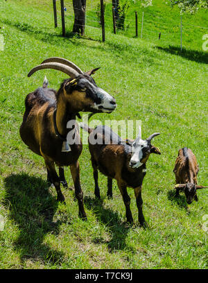 Tauernsheck Informations de la race de chèvre. Tauernsheck la chèvre est une race de chèvres laitières utilisées principalement pour la production de lait. La race est de l'Autriche. Banque D'Images