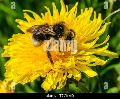 Les bourdons libérer le pollen sur beaucoup de fleurs par "bourdonnement" les muscles qu'ils utilisent pour voler. Une partie de ce pollen libéré des bâtons pour eux. Banque D'Images